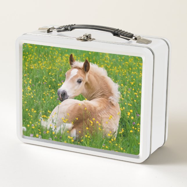 Fotografía de Haflinger Pony Horse Cute Fote (Anverso)