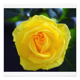 Fotografía de hermosa flor de rosa amarilla.