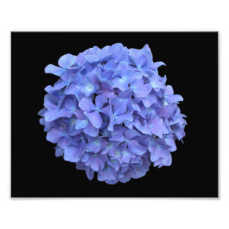 Fotografía de Hidrangea Azul en Bloom