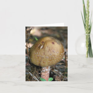 Fotografía de hongos del bosque