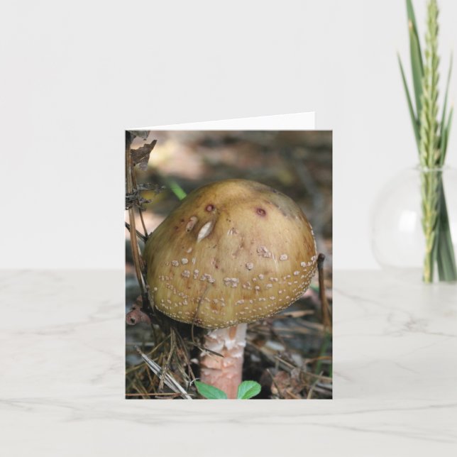 Fotografía de hongos del bosque  (Anverso)