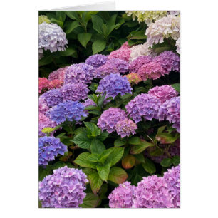 Fotografía de Hortensia