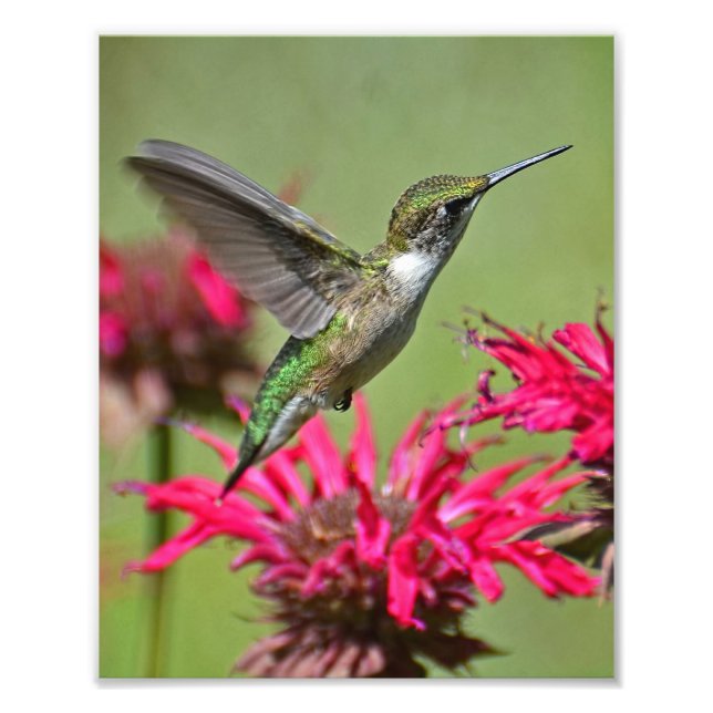 Fotografía de Hummingbird Imprimir foto (Frente)