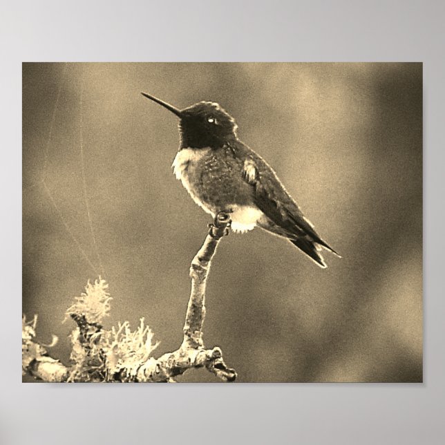 Fotografía de Hummingbird Sepia Decoración de pare (Frente)