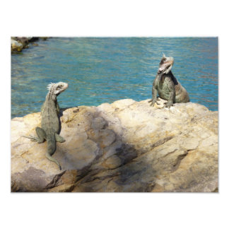 Fotografía de Iguanas y Vida Silvestre Tropical