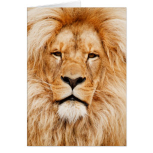 Fotografía de la cara del león