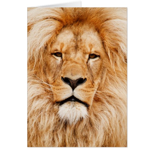 Fotografía de la cara del león (Frente)