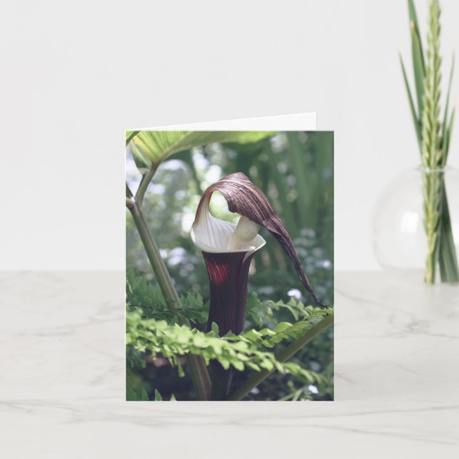 Fotografía de la flor de Jack In The Pulpit  (Anverso)