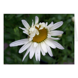 Fotografía de la flor de margarita