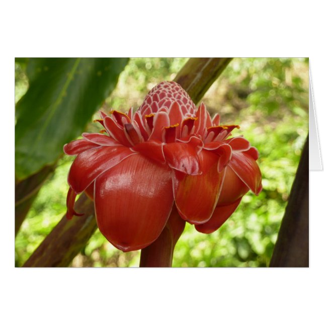 Fotografía de la Flor Tropical del jengibre de la  (Anverso (Horizontal))