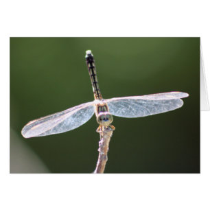 Fotografía de la libélula del "hilo de araña"