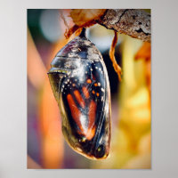 Fotografía de la mariposa monarca Decoración de la