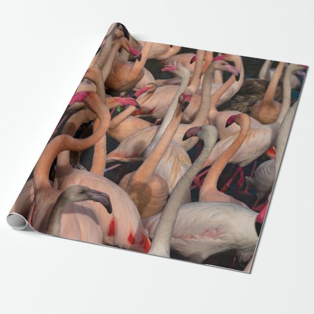 Fotografía de la multitud en Flamingo Papel de aju (Desenrollado)
