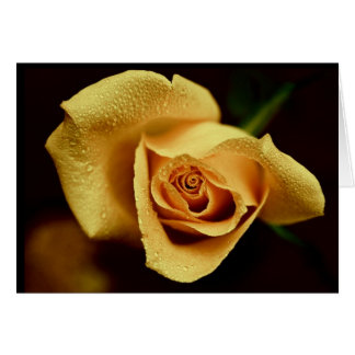 Fotografía de la naturaleza