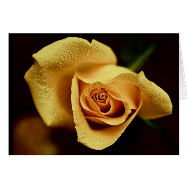 Fotografía de la naturaleza (Anverso (Horizontal))