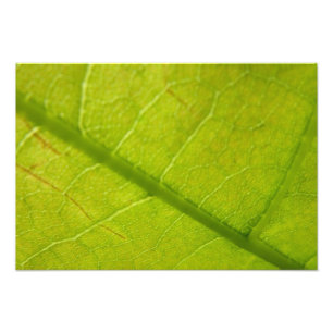Fotografía de la naturaleza botánica de la hoja ve