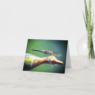Fotografía de la naturaleza Copiloto de libélula