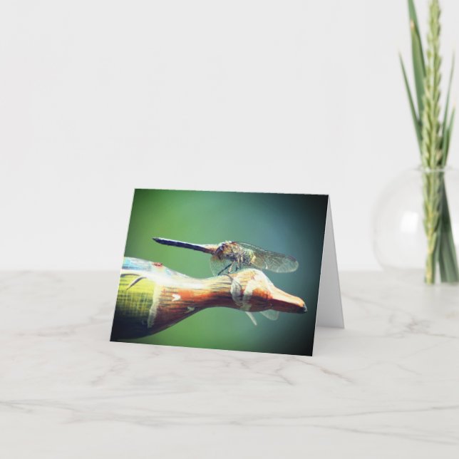 Fotografía de la naturaleza Copiloto de libélula (Anverso)