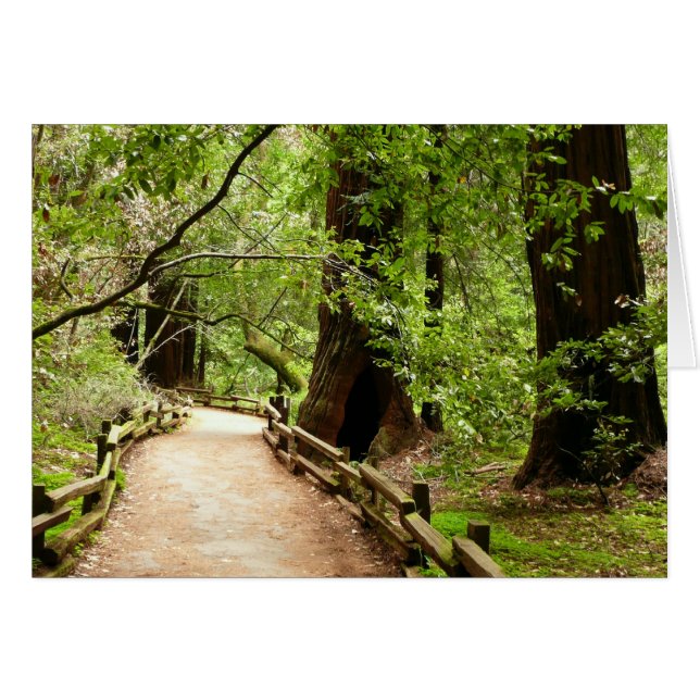 Fotografía de la Naturaleza de Camino II de Muir W (Anverso (Horizontal))