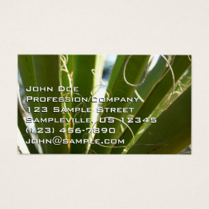 Fotografía de la naturaleza de hojas de yuca verde
