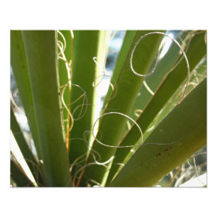 Fotografía de la naturaleza de hojas de yuca verde