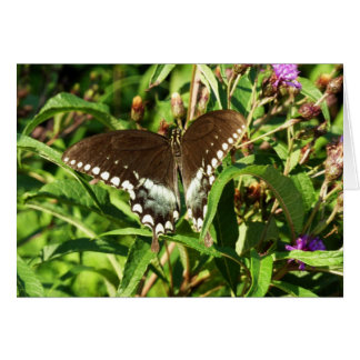Fotografía de la naturaleza de la mariposa de cola