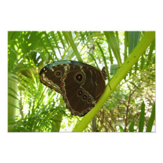 Fotografía de la naturaleza de la mariposa morfa a