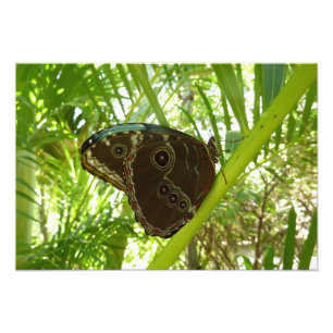 Fotografía de la naturaleza de la mariposa Morpho 