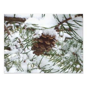 Fotografía de la naturaleza de la nieve de Pine Co