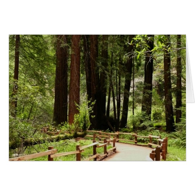 Fotografía de la naturaleza de Muir Woods Path I (Anverso (Horizontal))