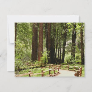 Fotografía de la naturaleza de Muir Woods Path I