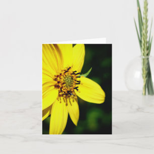Fotografía de la naturaleza del girasol Maximilian