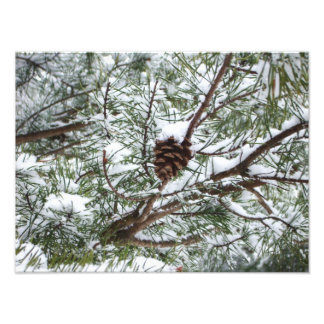 Fotografía de la naturaleza del invierno de Snowy