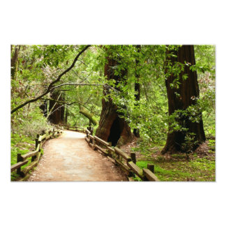 Fotografía de la Naturaleza del Sendero de Muir Wo