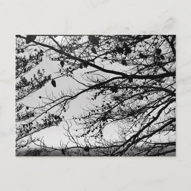 Fotografía de la naturaleza en postal (Anverso)