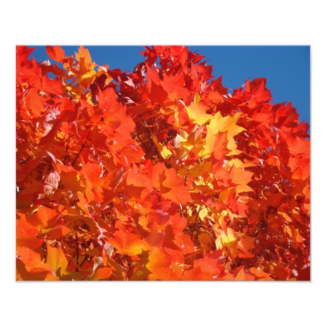 Fotografía de la Naturaleza Rojo Naranja Amarillo  (Frente)