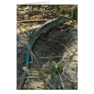 Fotografía de lagarto cola látigo de Aruba animal