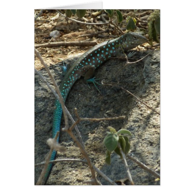 Fotografía de lagarto cola látigo de Aruba animal  (Frente)