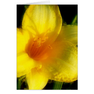 Fotografía de Lily Amarilla