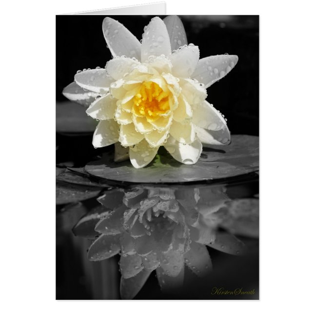 Fotografía de Lirio de Agua Blanca (Frente)