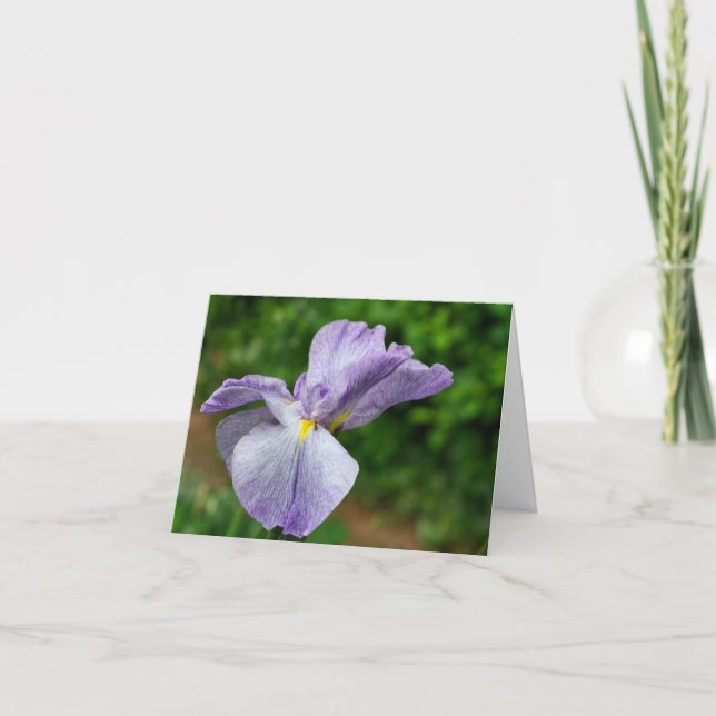 Fotografía de lirio japonés desplegando flor  (Anverso)