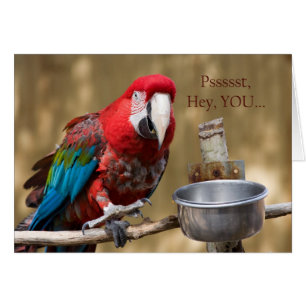 Fotografía de loro Tarjeta de amistad verde azul r