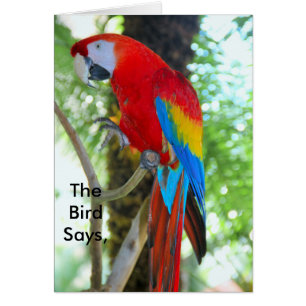 Fotografía de Macaw en tarjeta de elevación