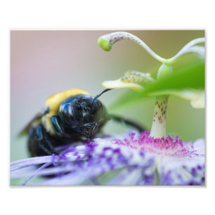 Fotografía de macro Bumble Bee