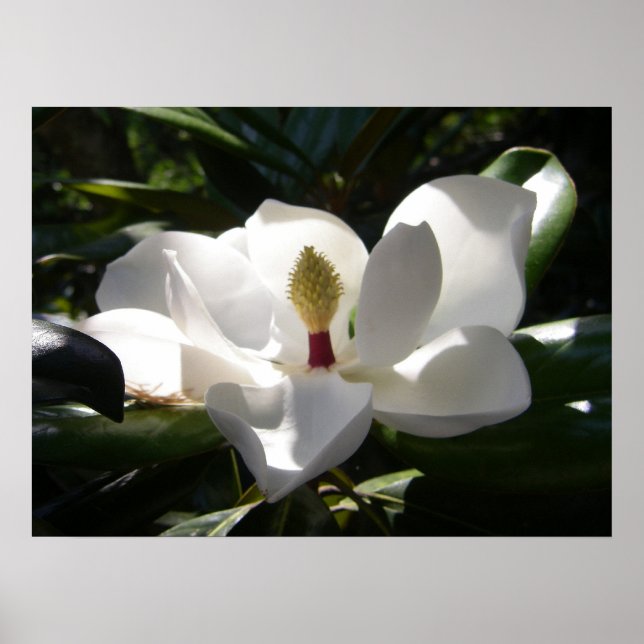 fotografía de magnolia fotografía poster de arte (Frente)