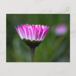 Fotografía de margarita de postal