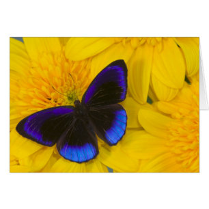 Fotografía de Mariposa