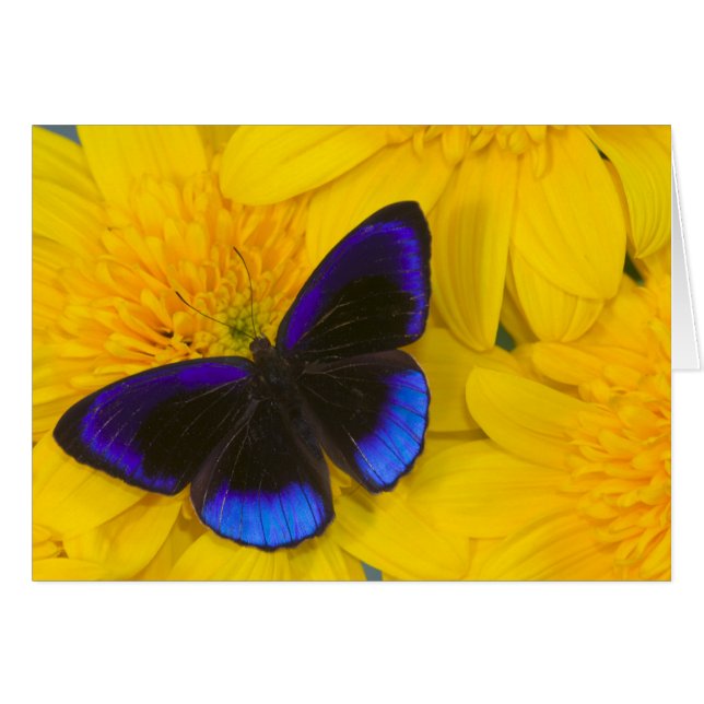 Fotografía de Mariposa (Anverso (Horizontal))