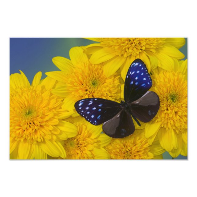 Fotografía de Mariposa (Frente)