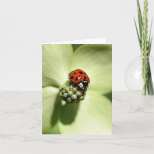 Fotografía de mariquita en flor de cornejo 
